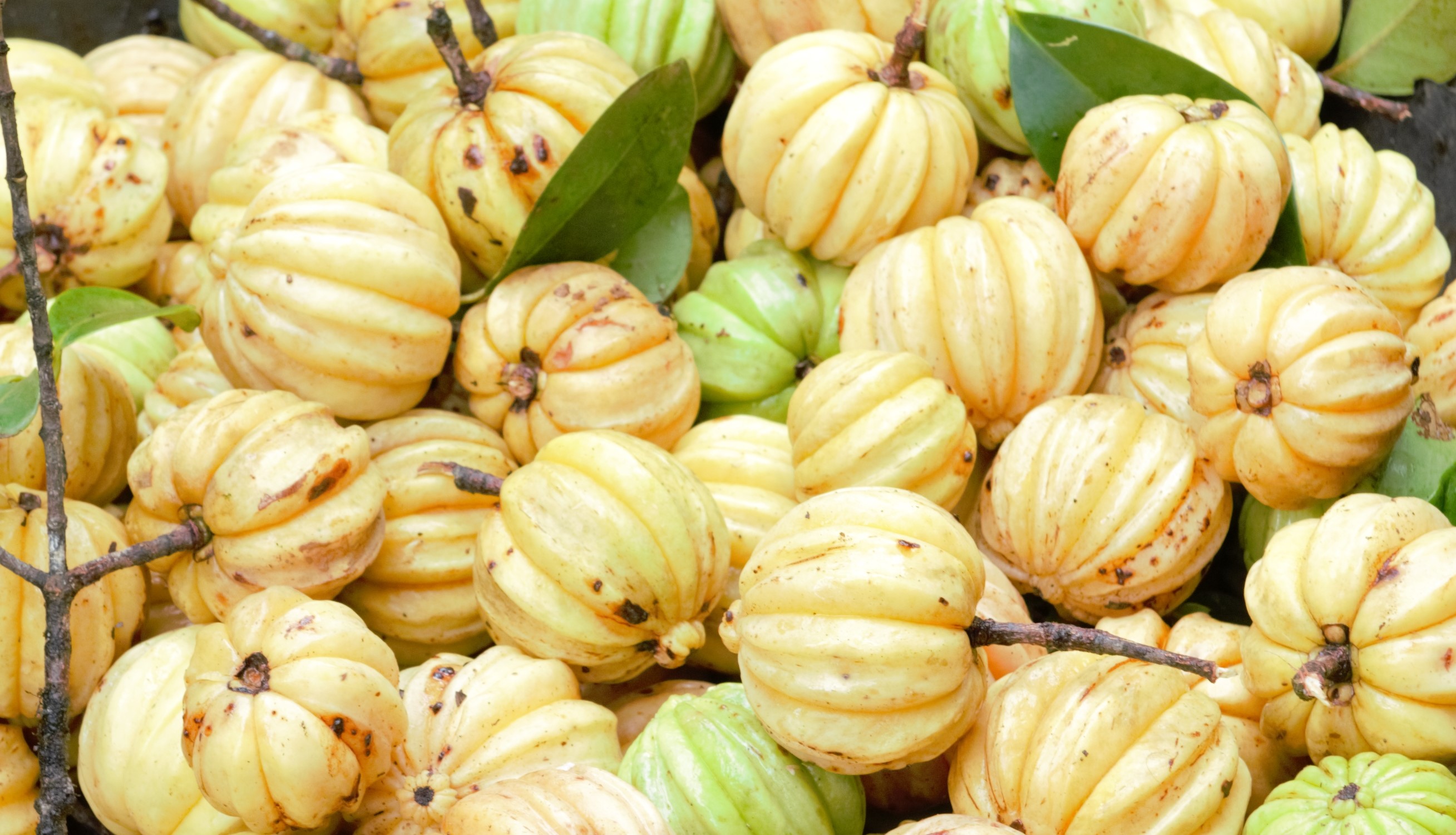 Garcinia-Cambogia