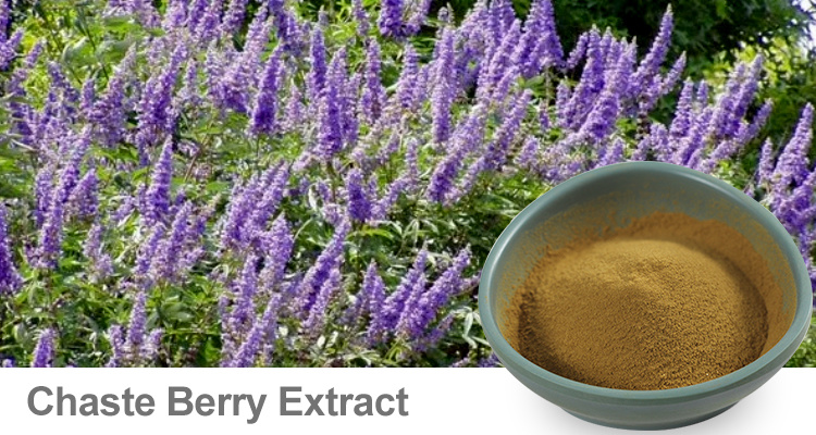 Chaste Berry Extract