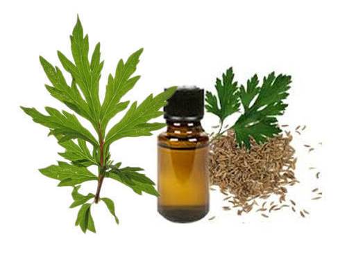Davana Oil