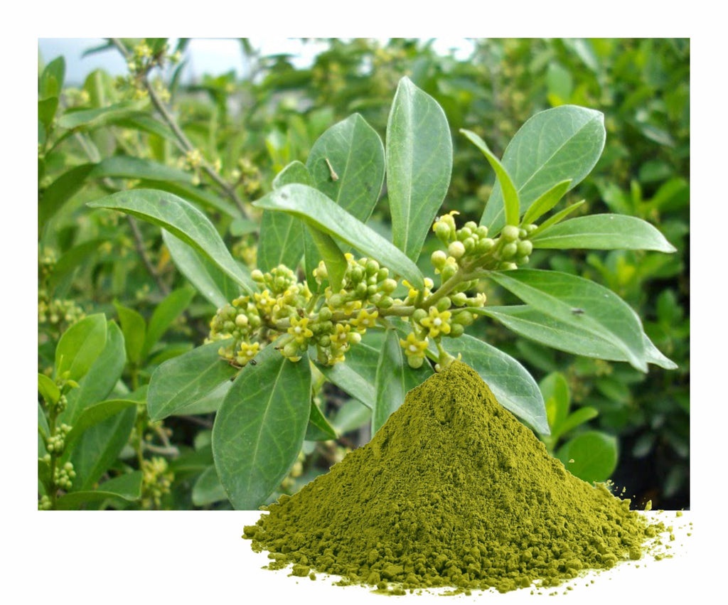 Gymnema Sylvestre Extract