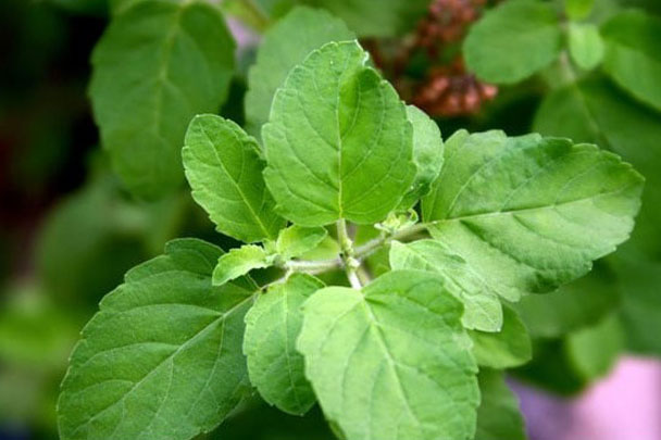 Ocimum Sanctum Tulsi Extract