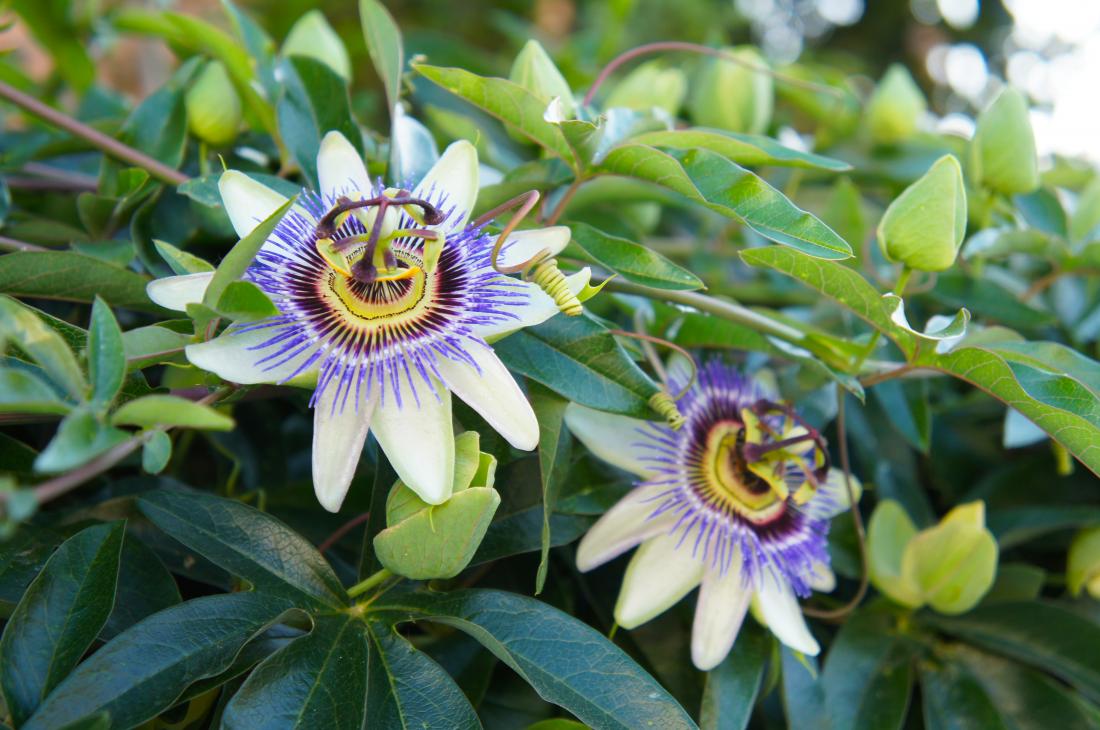 Passiflora Incarnata Extract