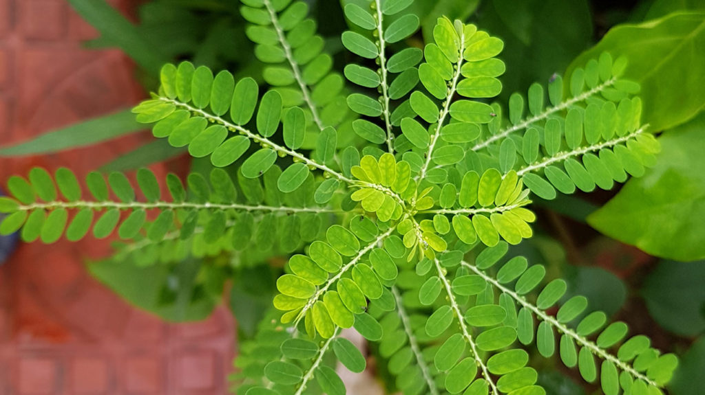 Phyllanthus Amarus Niruri