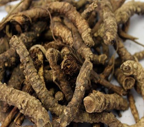 Picrorhiza Kurroa Root Extract