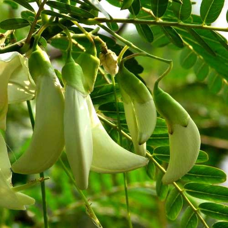 Sesbania Grandiflora